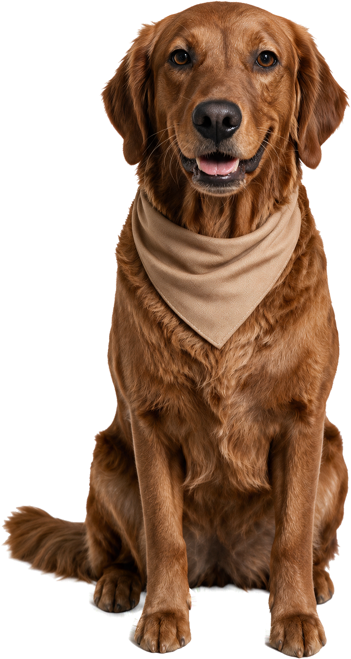 BERKELEY THE GOLDEN RETRIEVER